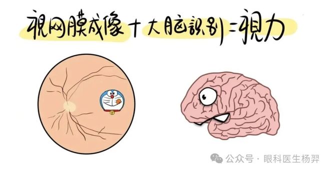 为什么“视力正常”不代表孩子近视被控制住了?(图3)